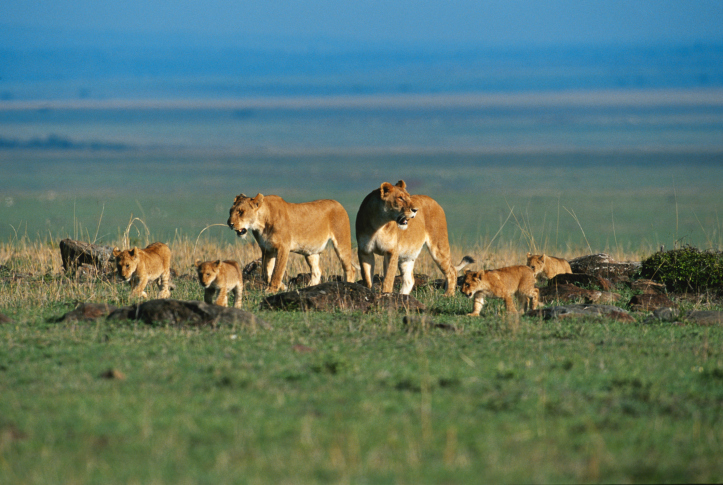 More information about "Serengeti - - -  In the wild, bargain hunting has a different meaning than bargain hunting for car parts"