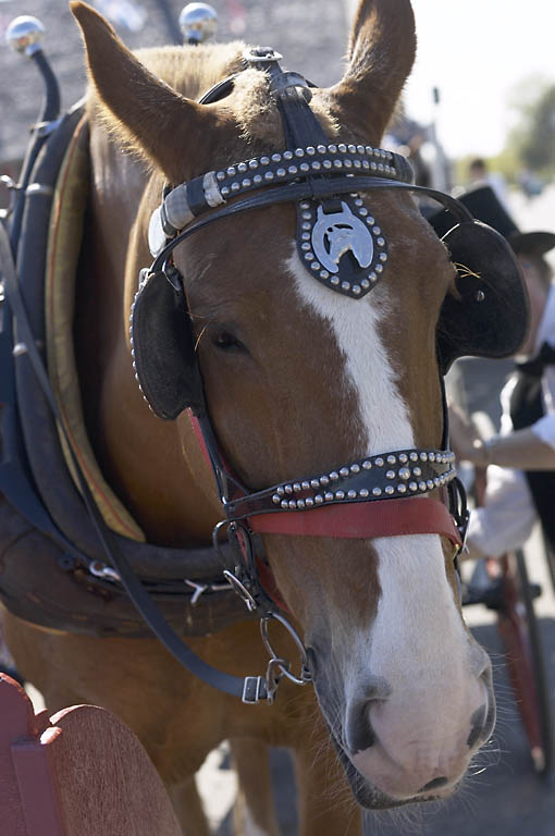 More information about "You Can Lead A Horse To Water...     "leading the tech into replacing parts with out testing is never a good idea""